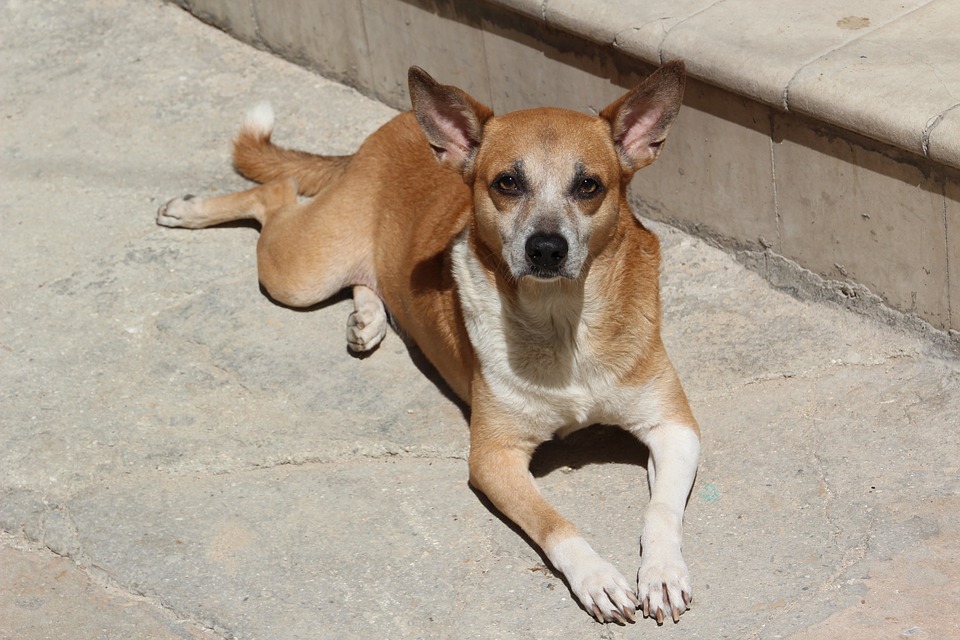 Detail Anjing Kampung Hitam Putih Nomer 41