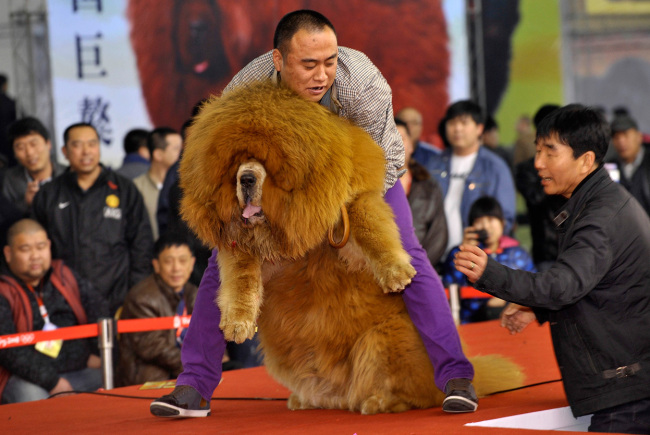 Detail Anjing Kecil Lucu Dan Imut Nomer 41