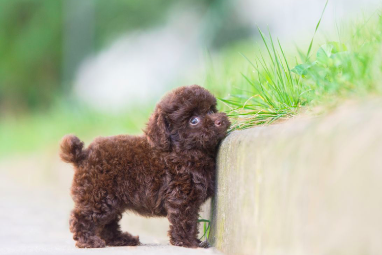 Detail Anjing Kecil Lucu Dan Imut Nomer 8