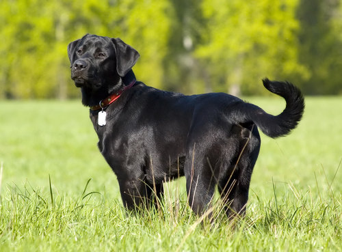 Detail Anjing Labrador Hitam Nomer 2