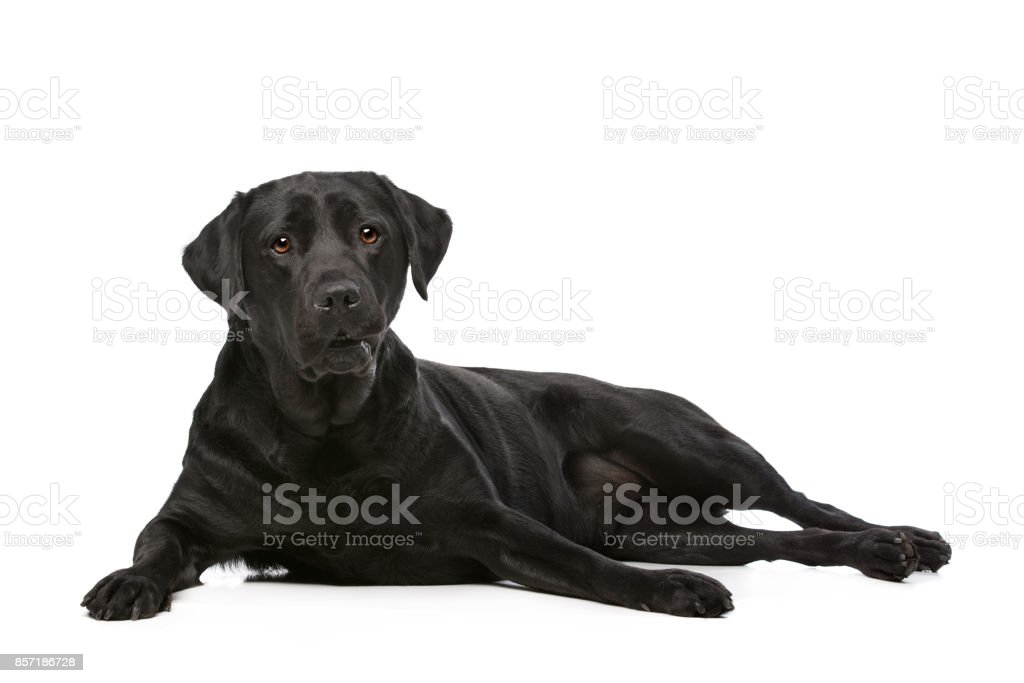 Detail Anjing Labrador Hitam Nomer 25