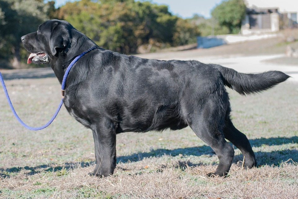 Detail Anjing Labrador Hitam Nomer 32