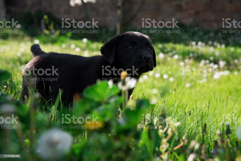 Detail Anjing Labrador Hitam Nomer 33