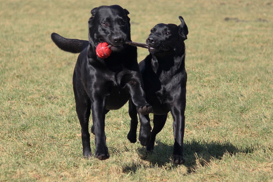 Detail Anjing Labrador Hitam Nomer 37