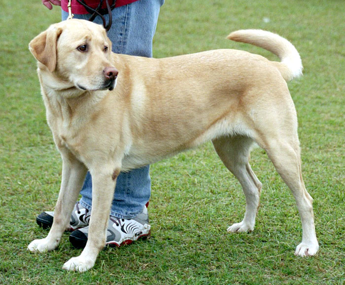 Anjing Labrador Retriever - KibrisPDR