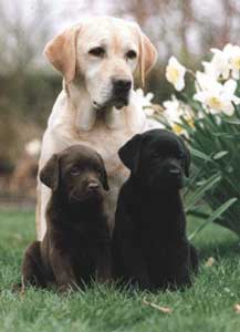 Detail Anjing Labrador Retriever Nomer 16