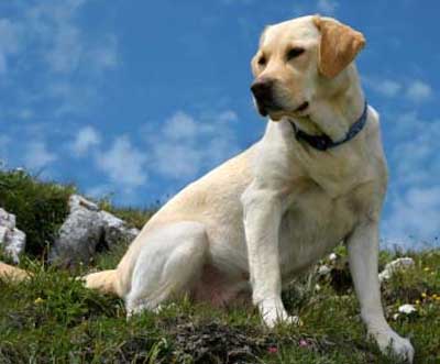 Detail Anjing Labrador Retriever Nomer 3