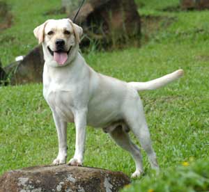 Detail Anjing Labrador Retriever Nomer 22