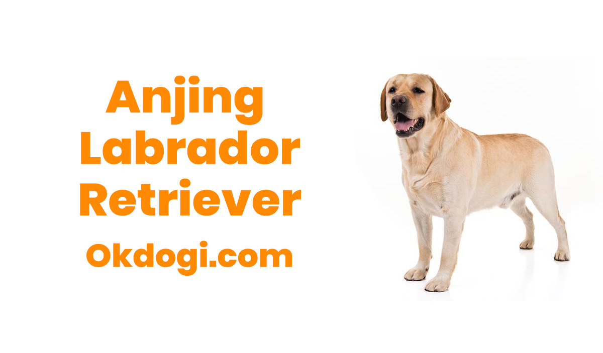 Detail Anjing Labrador Retriever Nomer 30