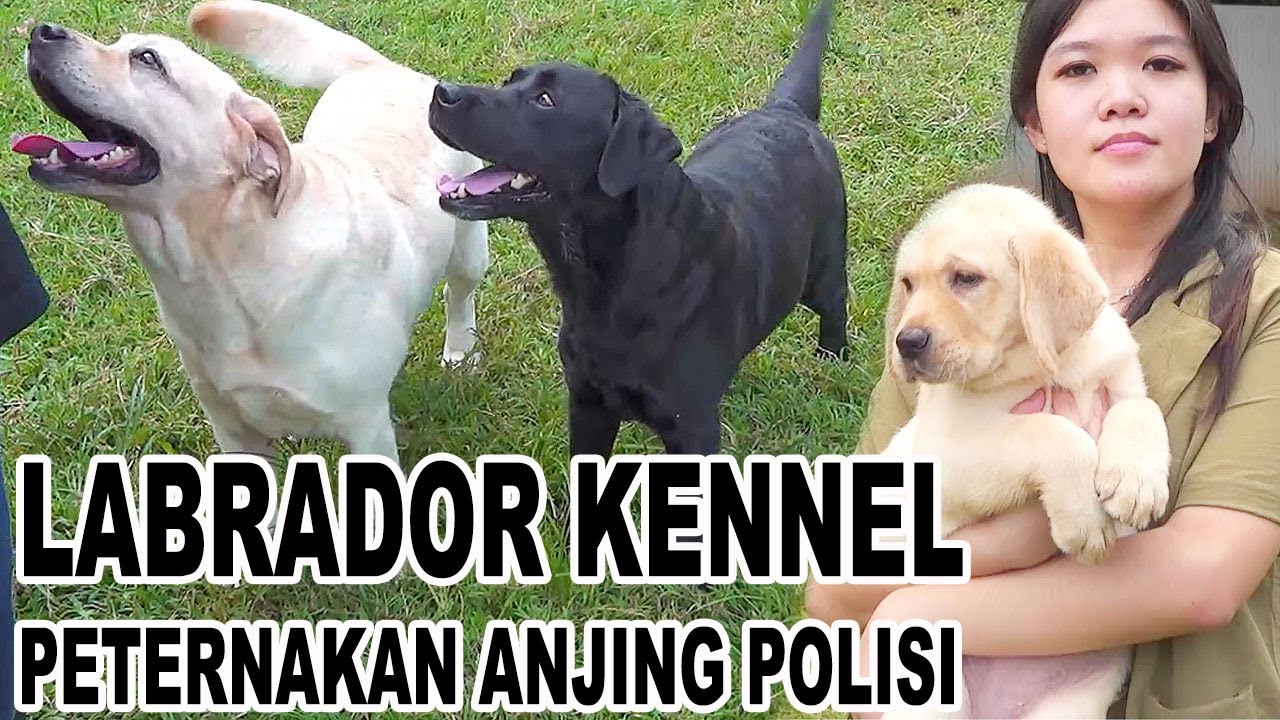 Detail Anjing Labrador Retriever Nomer 4