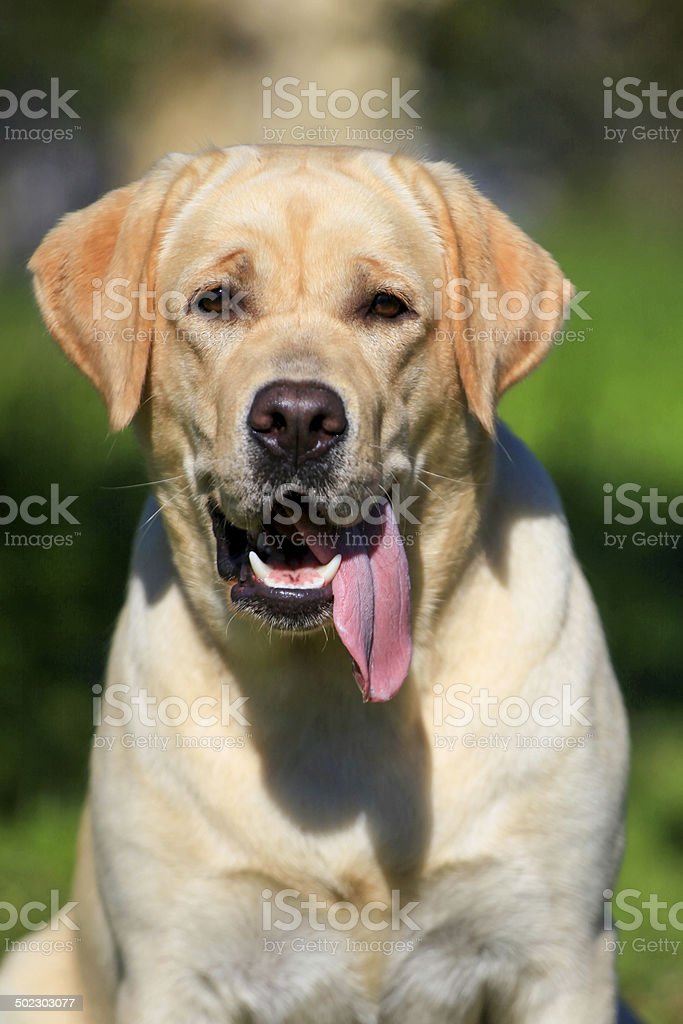 Detail Anjing Labrador Retriever Nomer 39