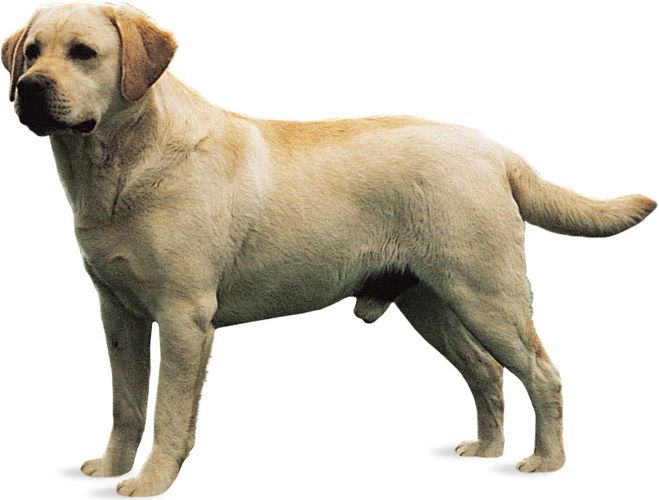 Detail Anjing Labrador Retriever Nomer 42