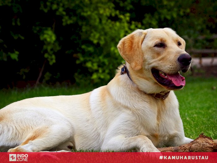 Detail Anjing Labrador Retriever Nomer 7