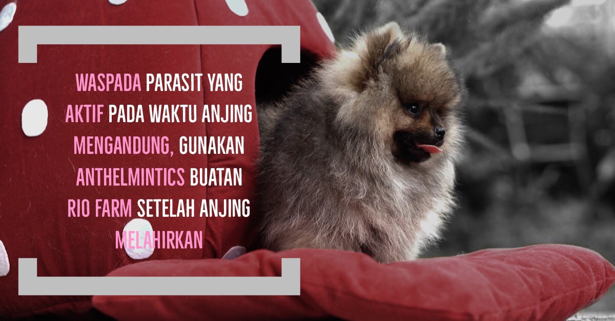 Detail Anjing Loop Nomer 53