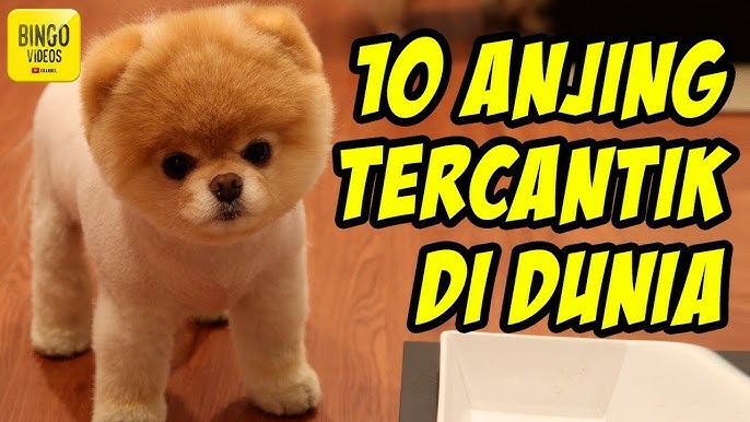 Detail Anjing Lucu Dan Cantik Nomer 27