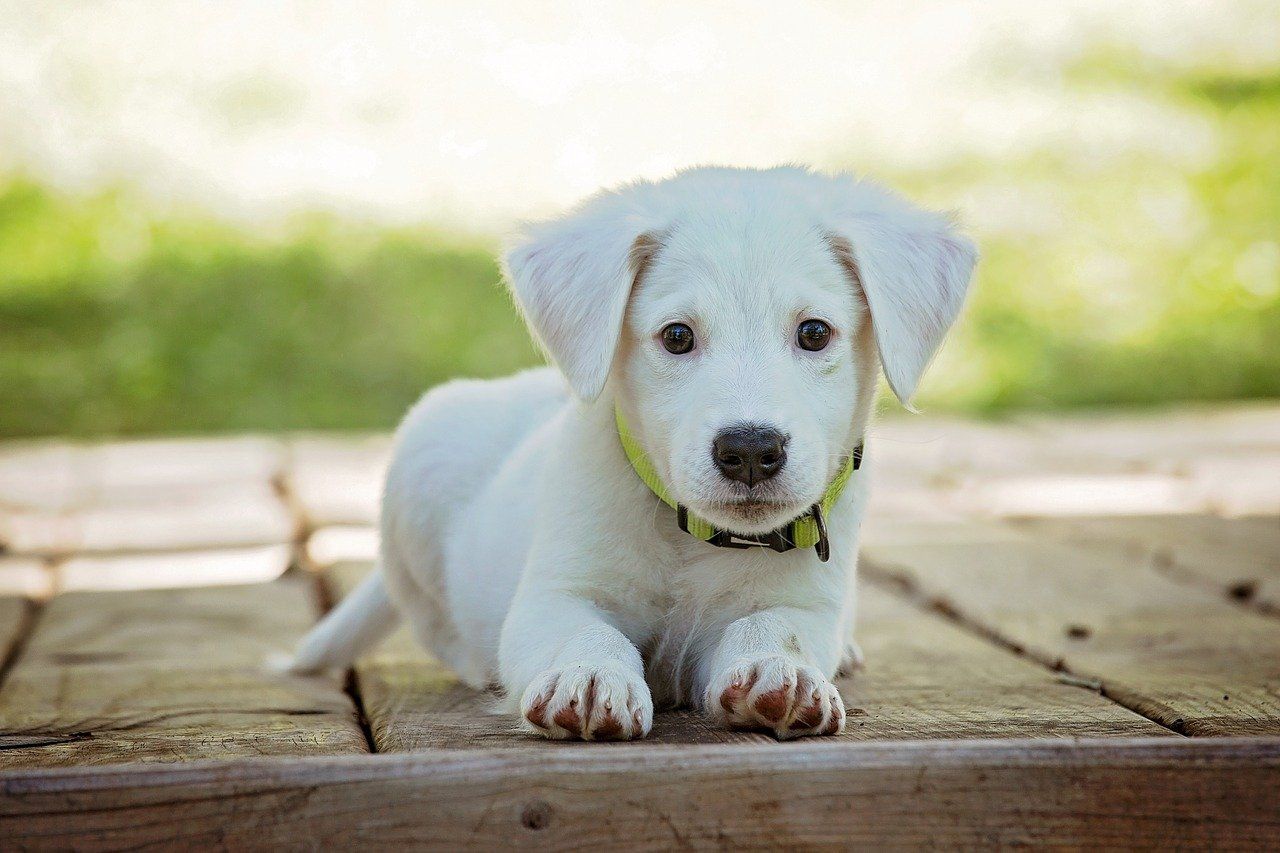 Detail Anjing Masuk Rumah Nomer 45