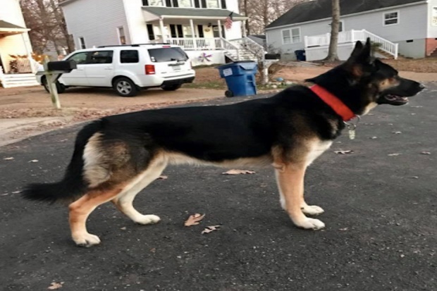 Detail Anjing Masuk Rumah Nomer 10