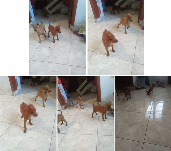 Detail Anjing Mini Pincher Asli Nomer 21