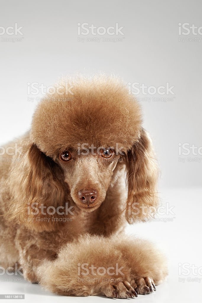 Detail Anjing Mini Poodle Nomer 37