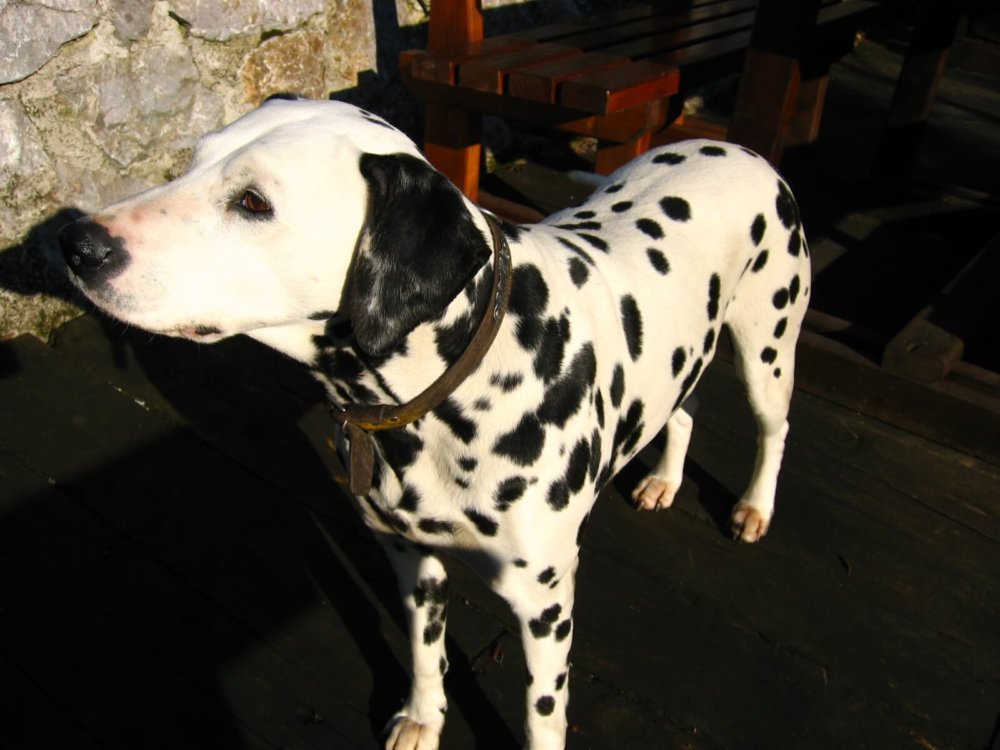 Detail Anjing Mix Dalmatian Nomer 31