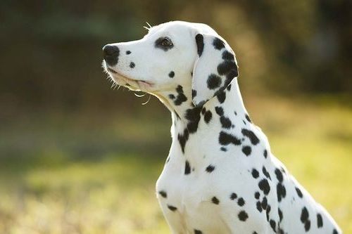 Detail Anjing Mix Dalmatian Nomer 8