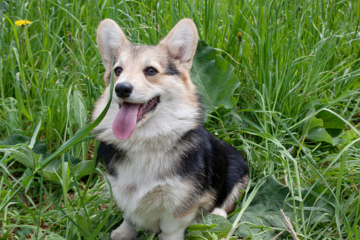 Detail Anjing Pembroke Welsh Corgi Nomer 16