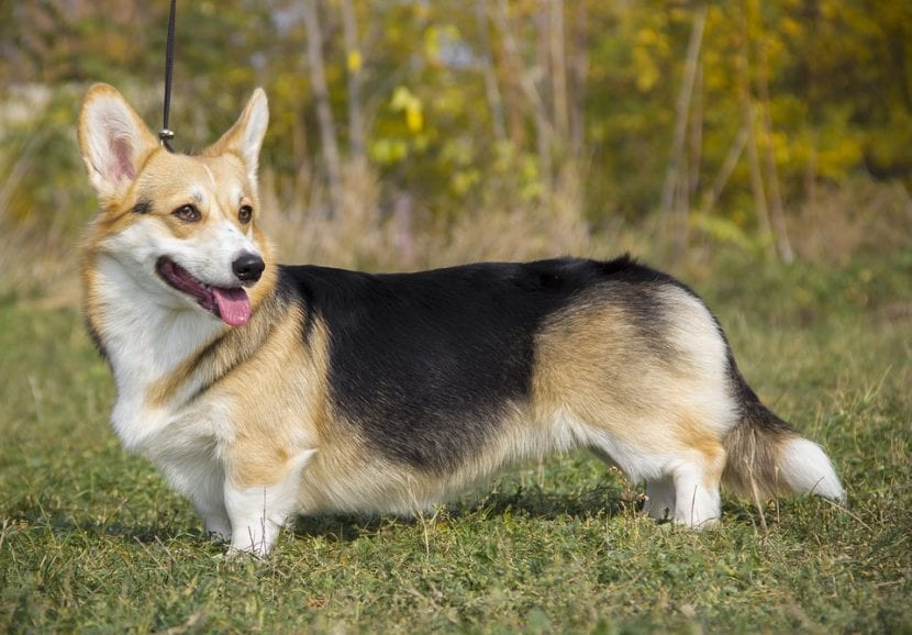 Detail Anjing Pembroke Welsh Corgi Nomer 17