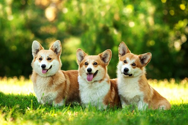 Detail Anjing Pembroke Welsh Corgi Nomer 4