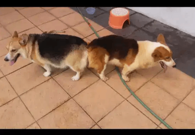 Detail Anjing Pembroke Welsh Corgi Nomer 32