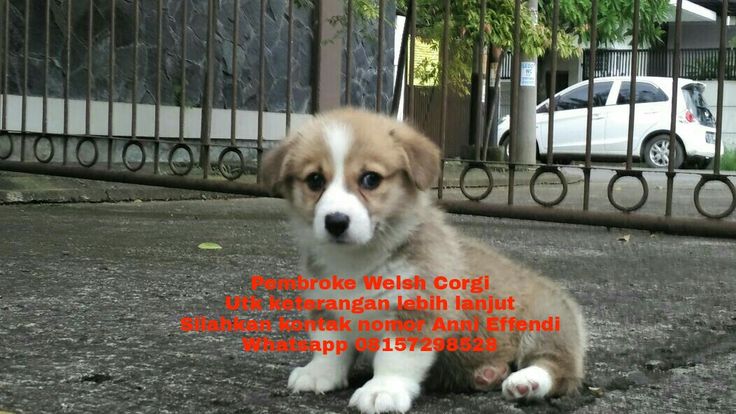 Detail Anjing Pembroke Welsh Corgi Nomer 36