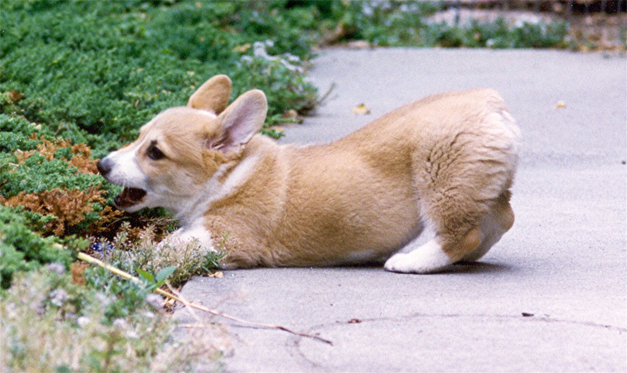 Detail Anjing Pembroke Welsh Corgi Nomer 45