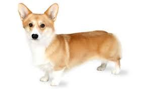 Detail Anjing Pembroke Welsh Corgi Nomer 55