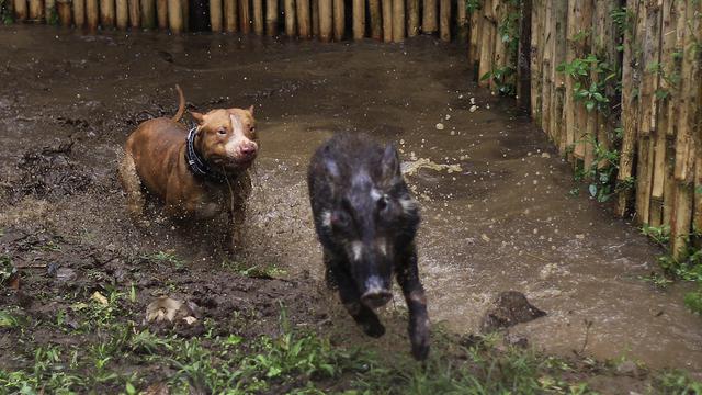 Anjing Pemburu Babi - KibrisPDR