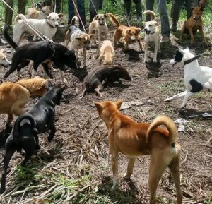 Detail Anjing Pemburu Babi Nomer 15