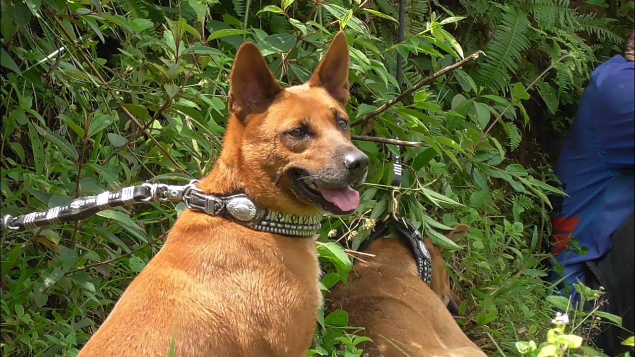 Detail Anjing Pemburu Babi Nomer 30