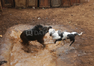 Detail Anjing Pemburu Babi Nomer 51