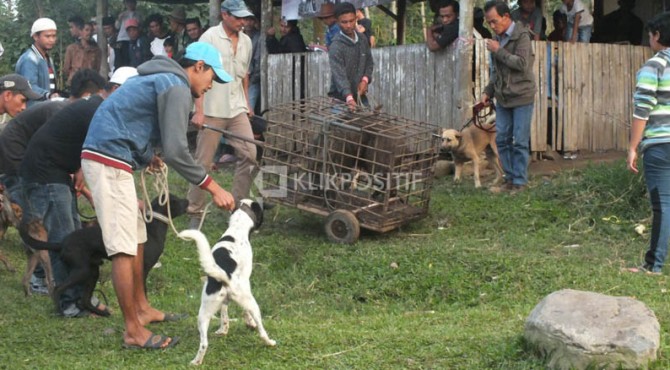 Detail Anjing Pemburu Babi Nomer 52