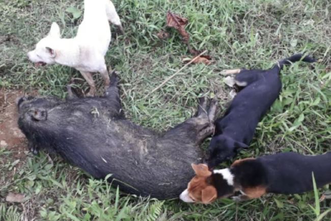 Detail Anjing Pemburu Babi Hutan Nomer 12