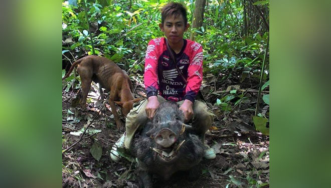 Detail Anjing Pemburu Babi Hutan Nomer 25