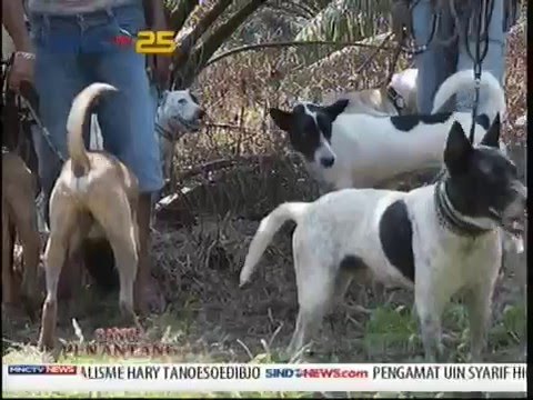 Detail Anjing Pemburu Babi Hutan Nomer 32