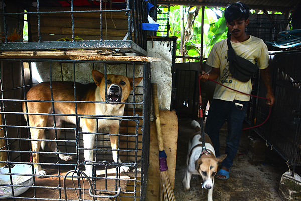 Detail Anjing Pemburu Babi Hutan Nomer 33