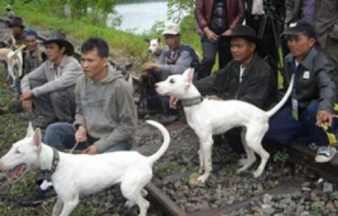 Detail Anjing Pemburu Babi Hutan Nomer 37