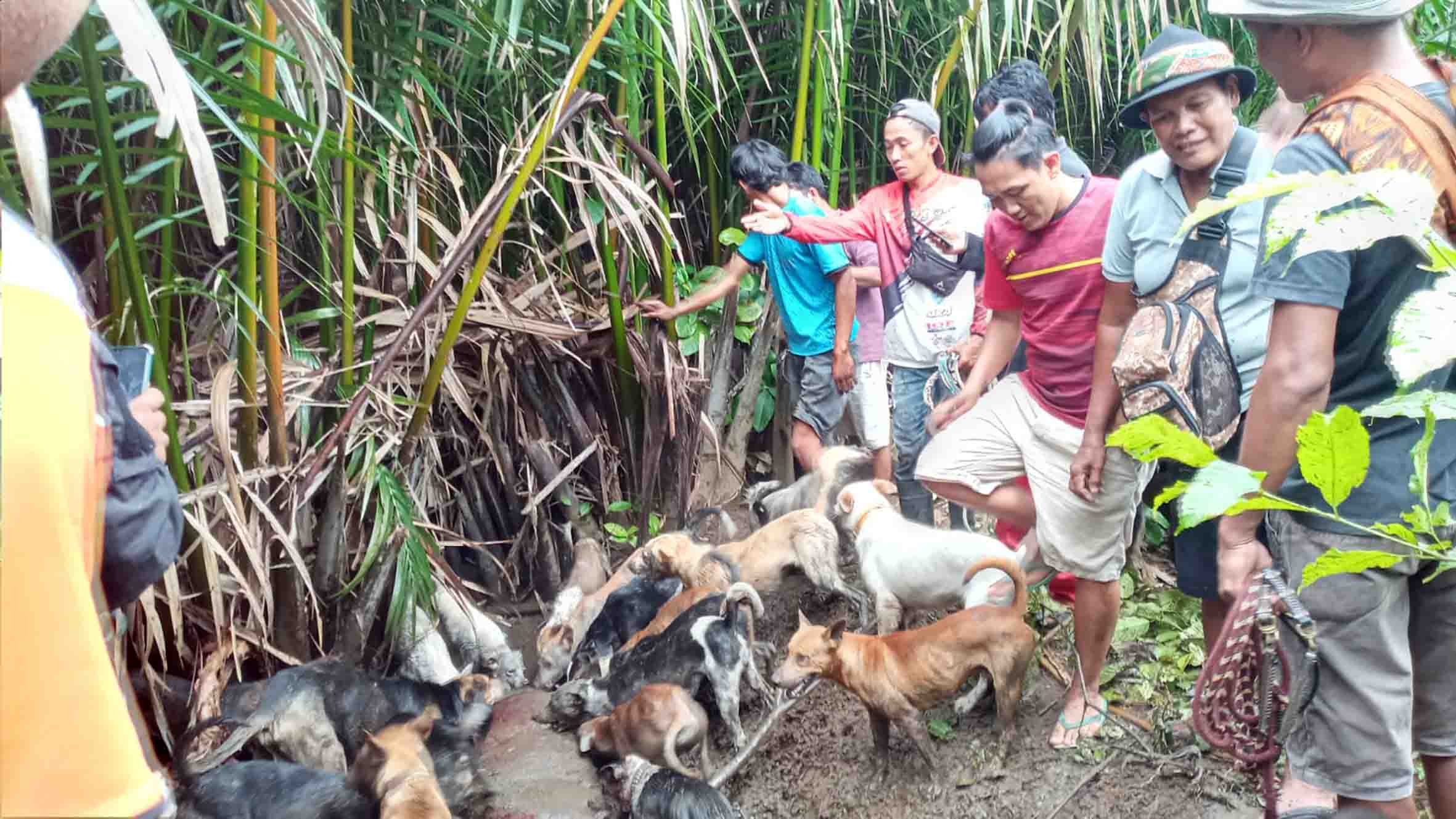 Detail Anjing Pemburu Babi Hutan Nomer 40