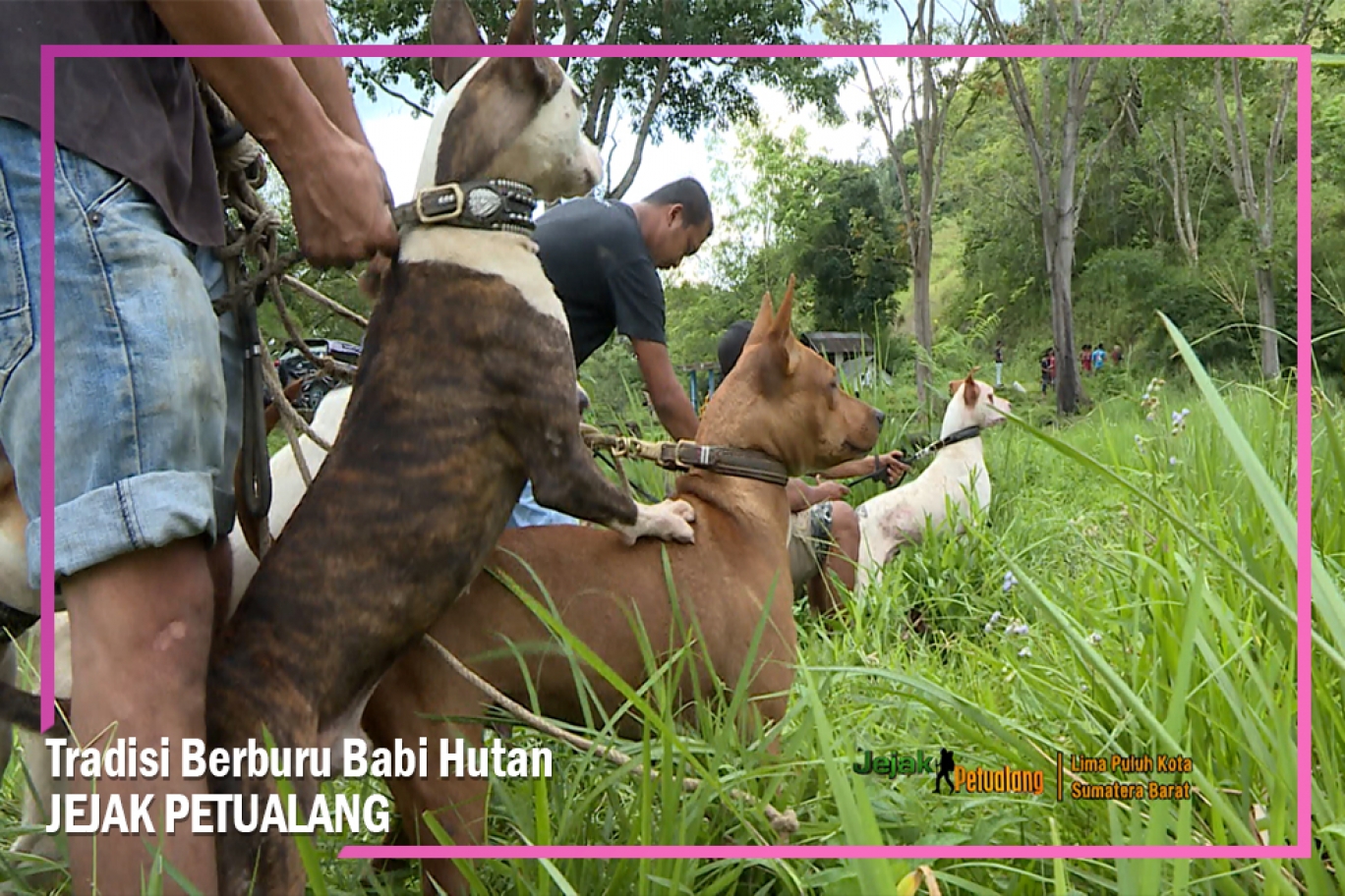 Detail Anjing Pemburu Babi Hutan Nomer 41