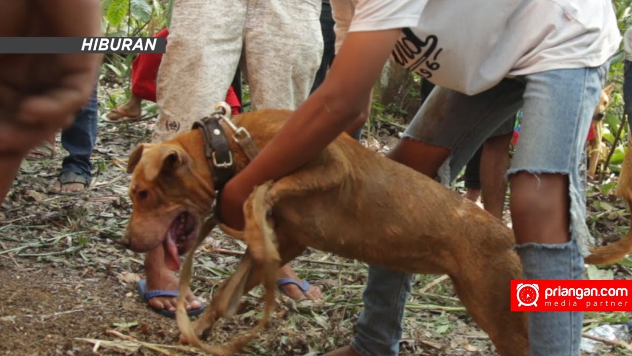 Detail Anjing Pemburu Babi Hutan Nomer 45