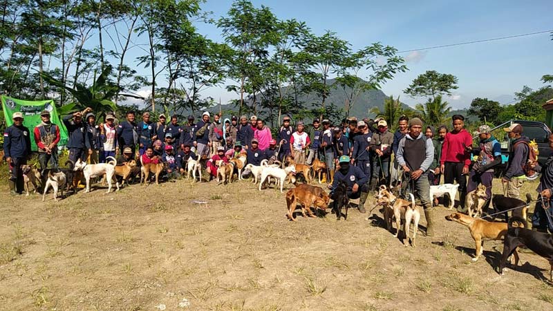 Detail Anjing Pemburu Babi Hutan Nomer 52