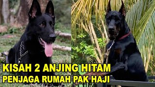 Detail Anjing Penjaga Rumah Nomer 27