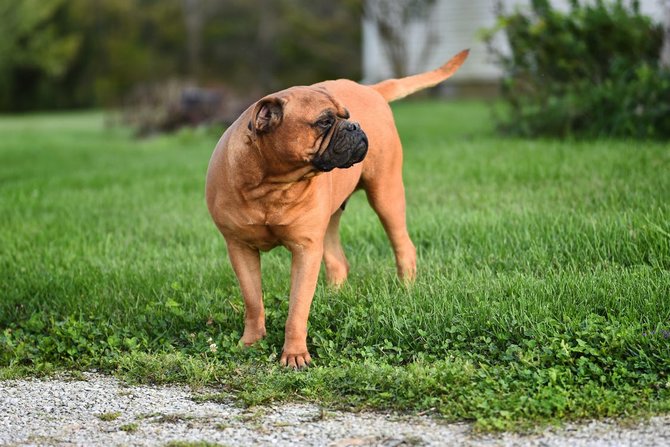 Detail Anjing Penjaga Rumah Nomer 39