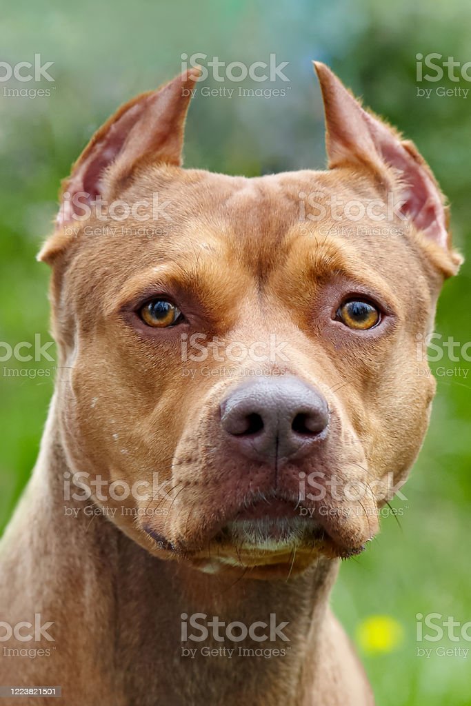 Detail Anjing Pitbull Terbesar Nomer 32