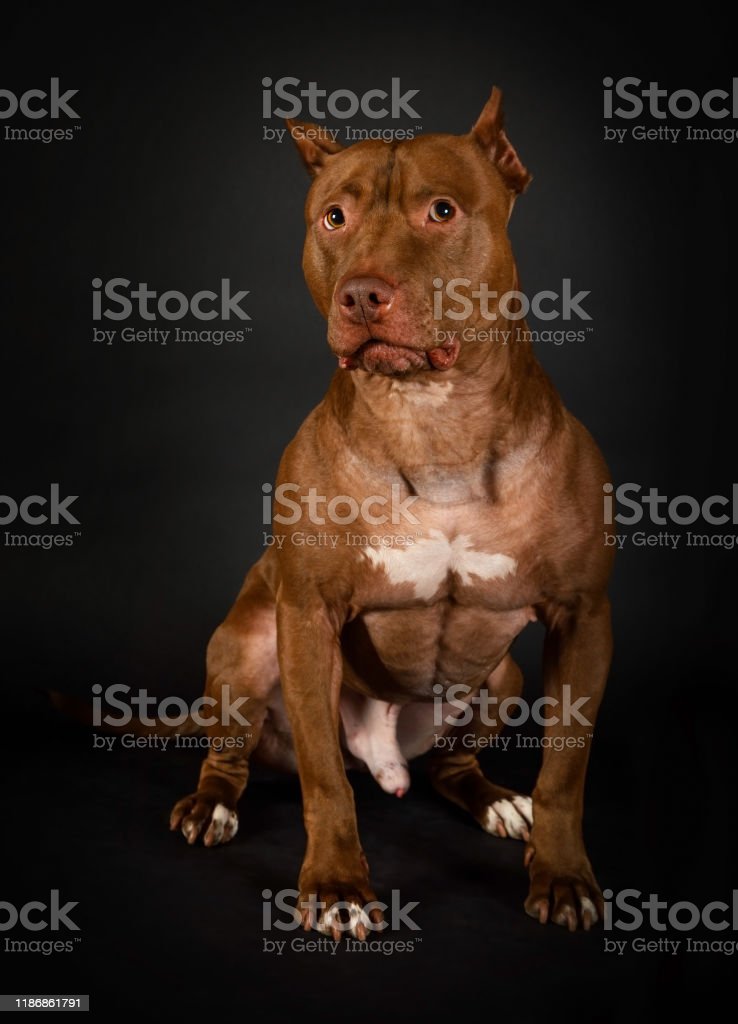 Detail Anjing Pitbull Terbesar Nomer 33